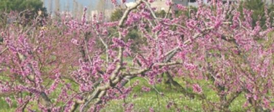 Imagen para los medios: Potenciar els espais verds com a zones tranquil·les