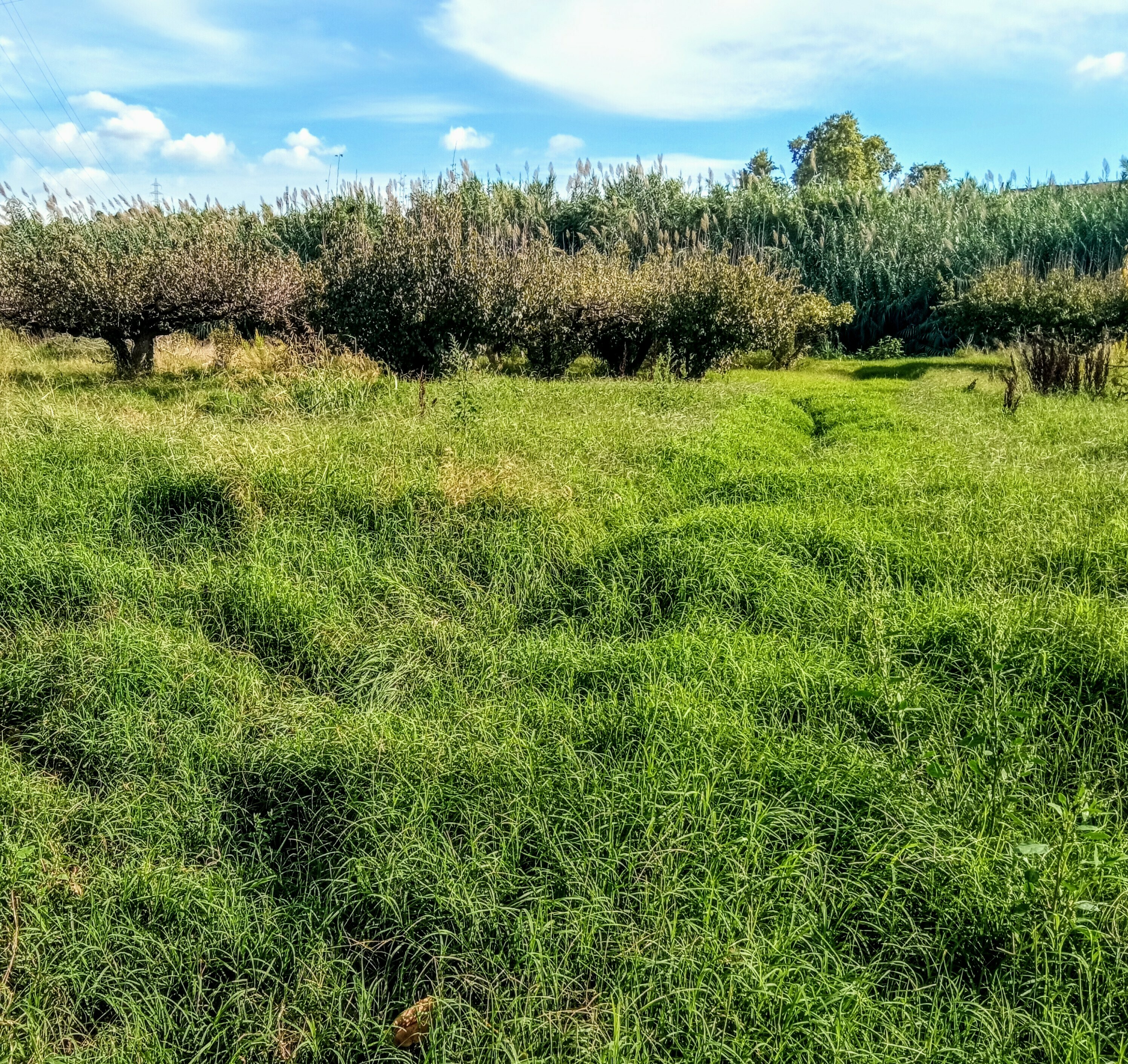 Imatge pels mitjans: Agricultura Regenerativa com a eina per ajudar a problemes ambientals, socials i econòmics.